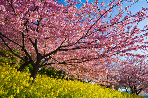河津桜
菜の花