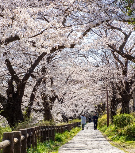 桜
散歩
撮影