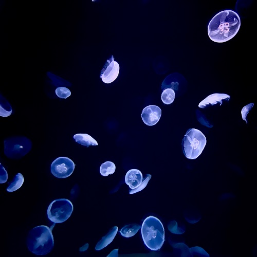 サンシャイン水族館
クラゲ
iPhone
