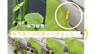 月下美人の花芽-320x180.jpg