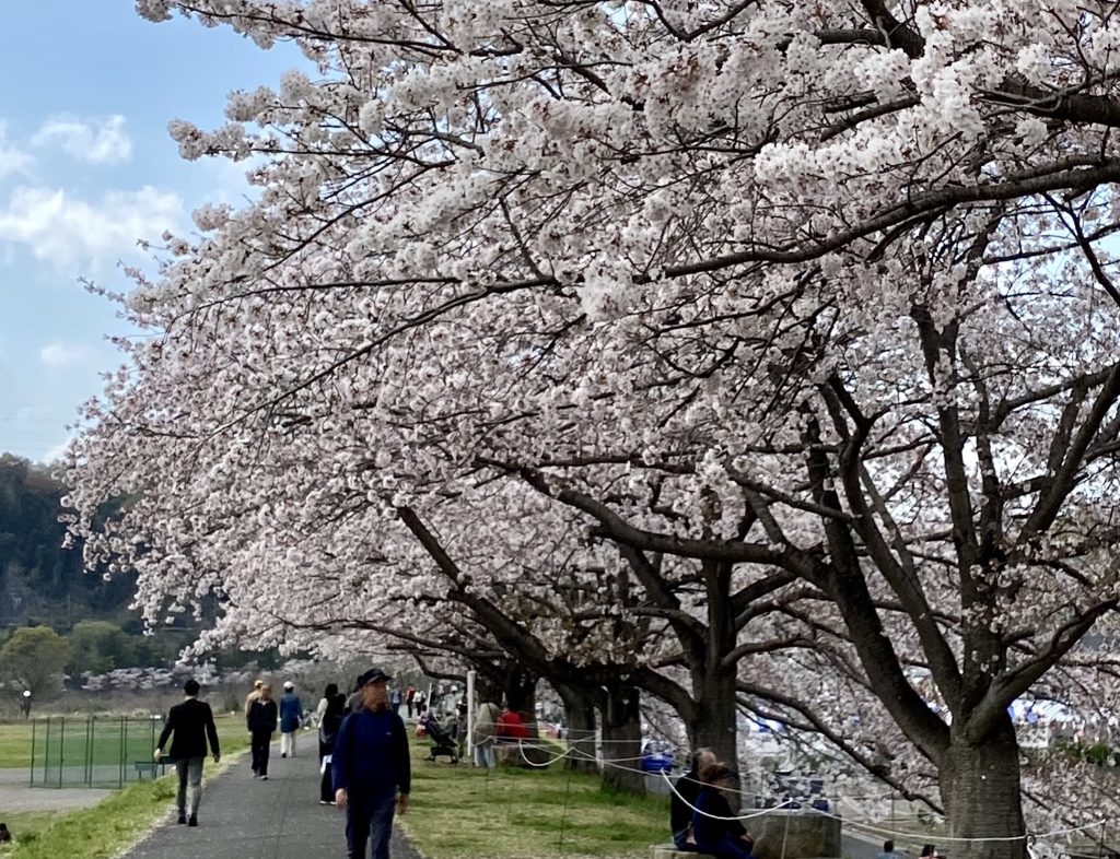 はむら花と水のまつり２０２４で撮影した桜の写真