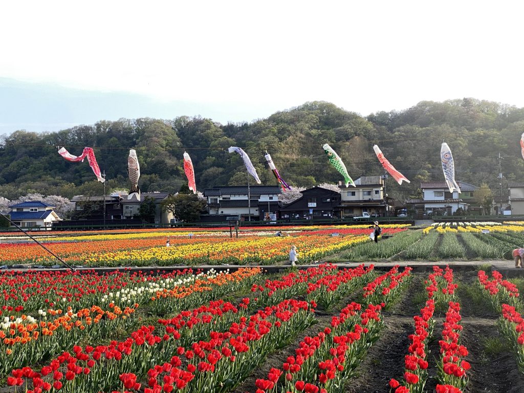 はむら花と水のまつり２０２４で撮影したチューリップの写真