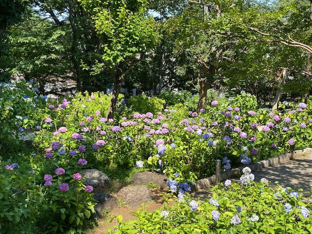 多摩川台公園の紫陽花の写真
