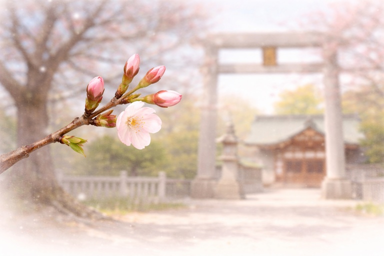 開花宣言時の桜のイメージイラスト